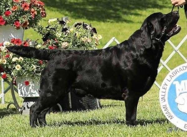 Labrador Retriever Puppies breeder image 1