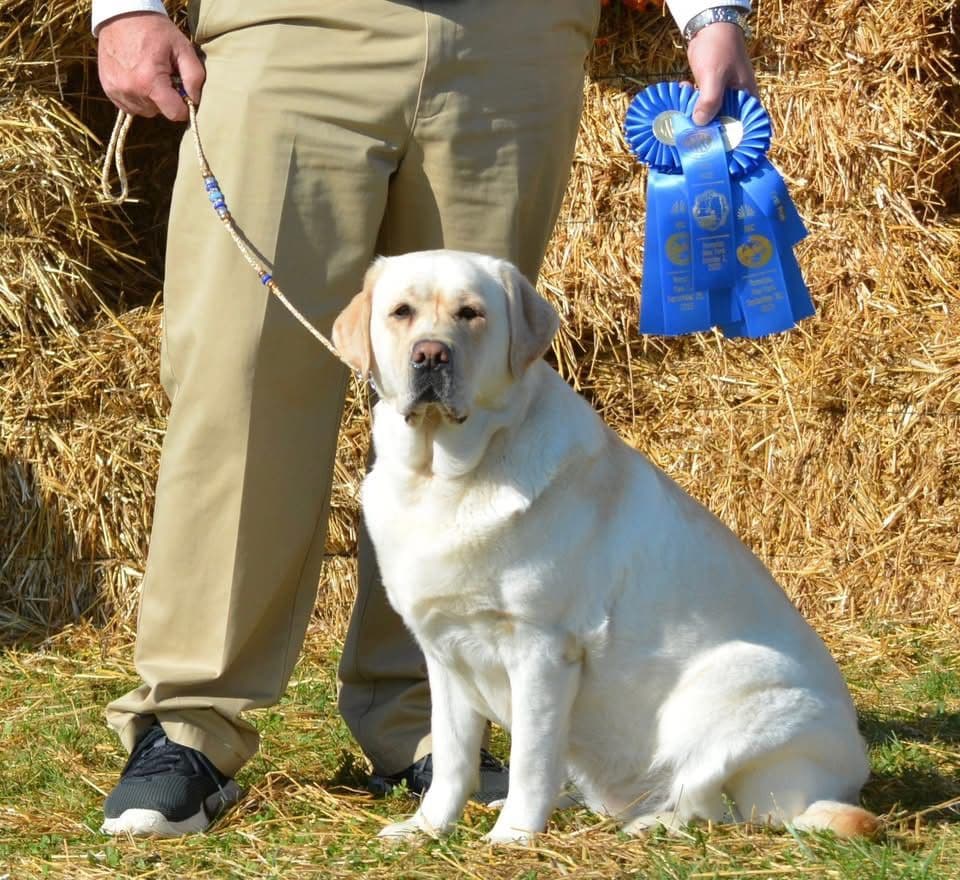 Labrador Retriever Puppies breeder image 4