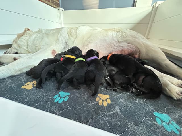 Labrador Retriever Puppies media 4