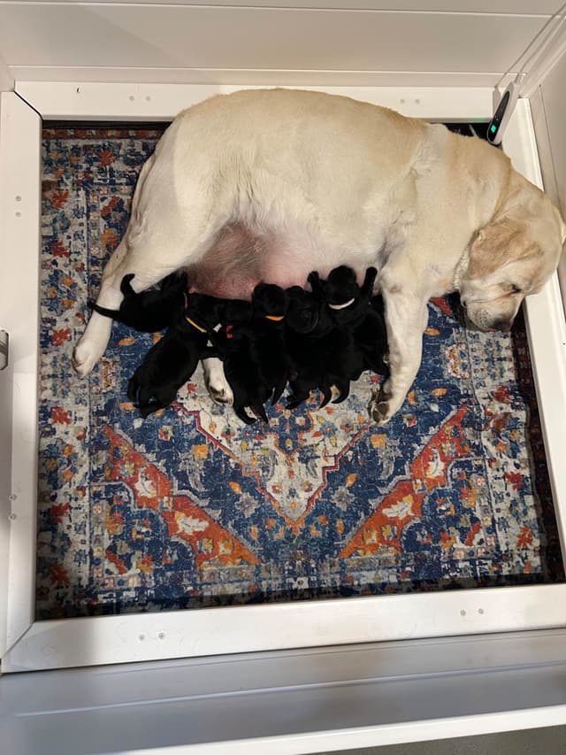 Labrador Retriever Puppies media 6