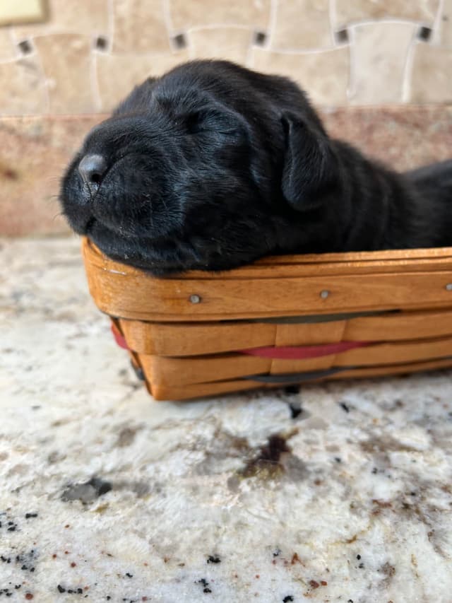 Labrador Retriever Puppies media 2