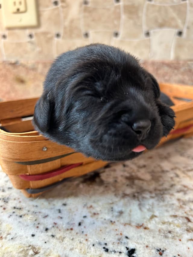 Labrador Retriever Puppies media 3