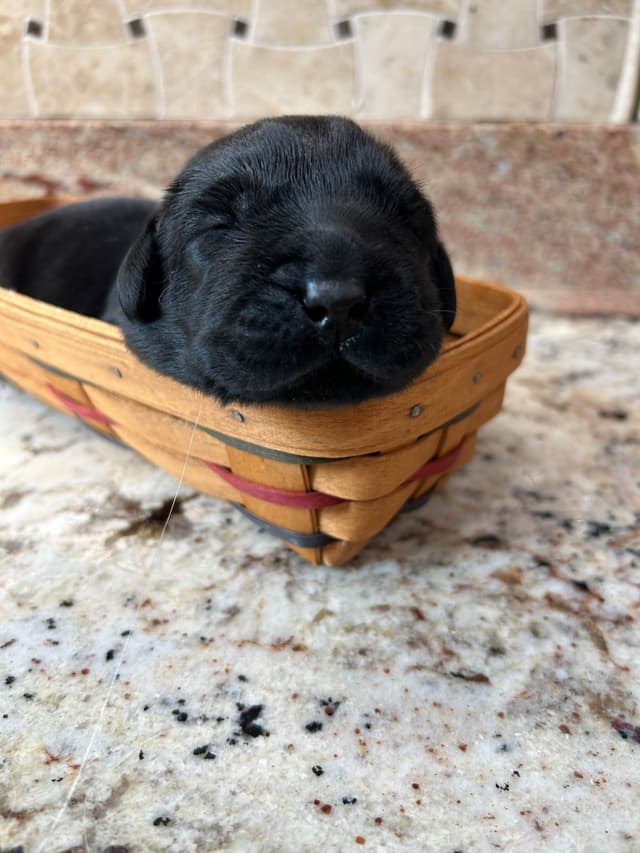 Labrador Retriever Puppies media 9