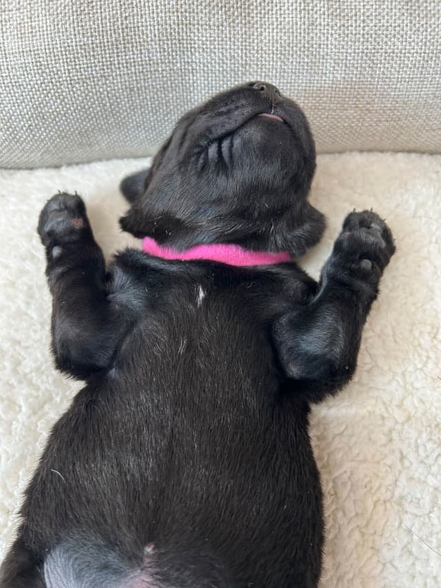 Labrador Retriever Puppies media 12