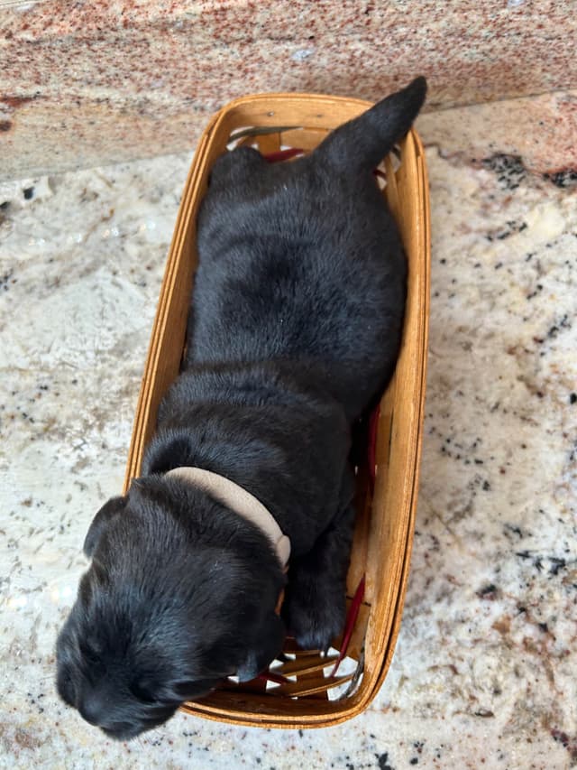 Labrador Retriever Puppies media 11
