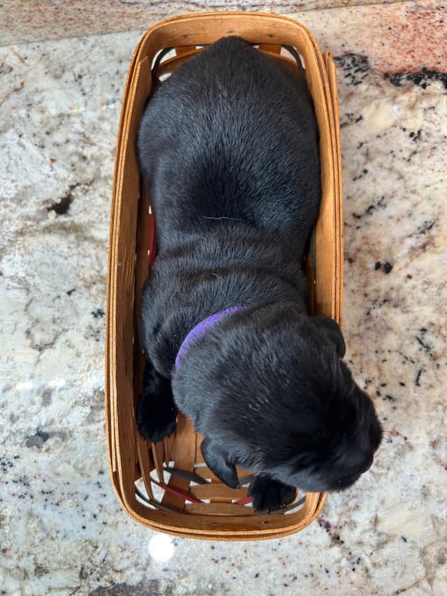 Labrador Retriever Puppies media 8