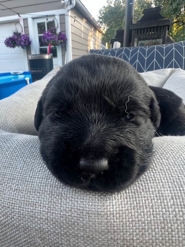 Labrador Retriever Puppies media 16
