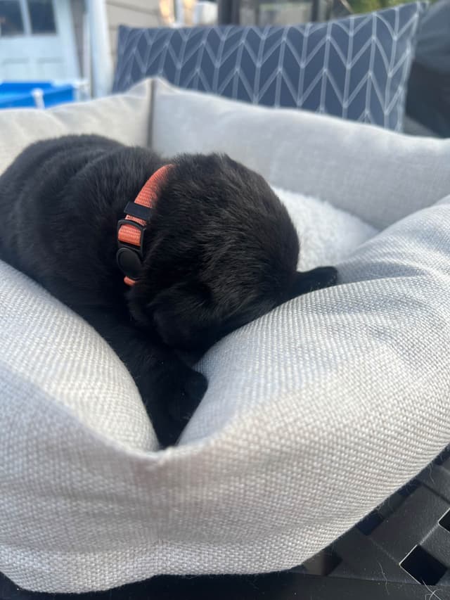 Labrador Retriever Puppies media 17