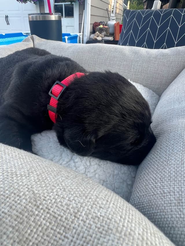 Labrador Retriever Puppies media 18