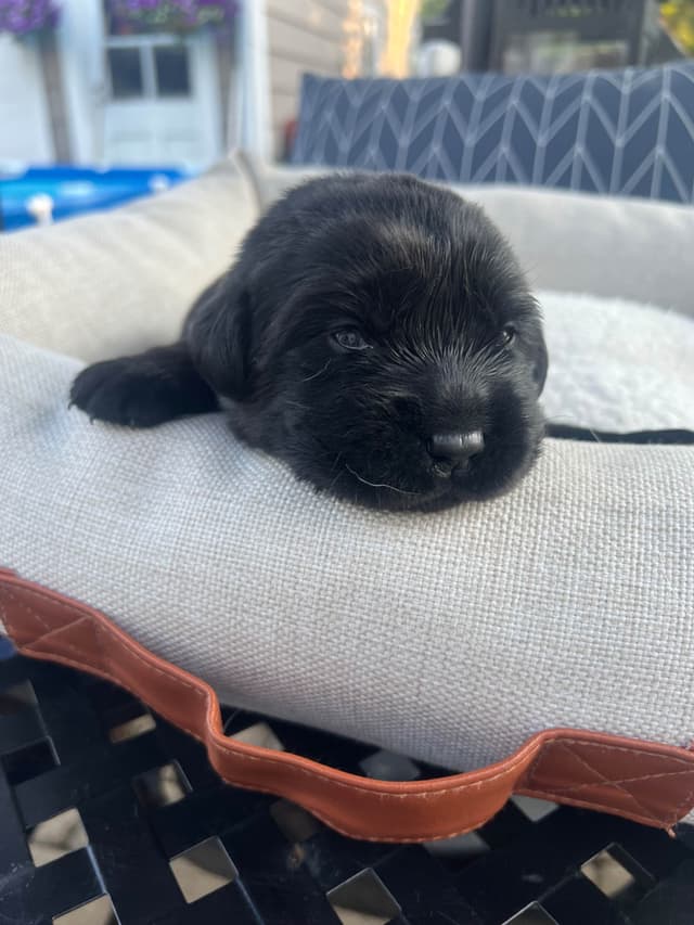 Labrador Retriever Puppies media 19