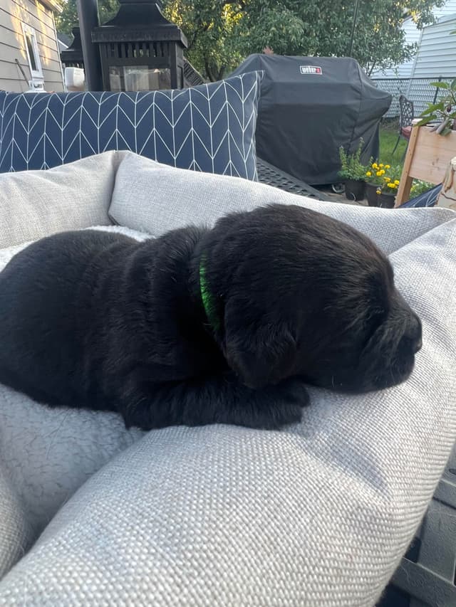 Labrador Retriever Puppies media 15