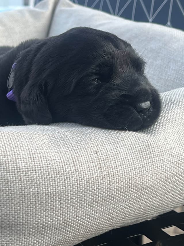 Labrador Retriever Puppies media 21