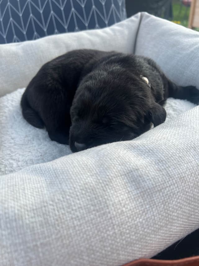 Labrador Retriever Puppies media 22