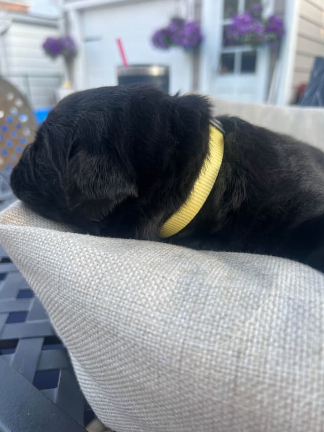 Labrador Retriever Puppies media 23