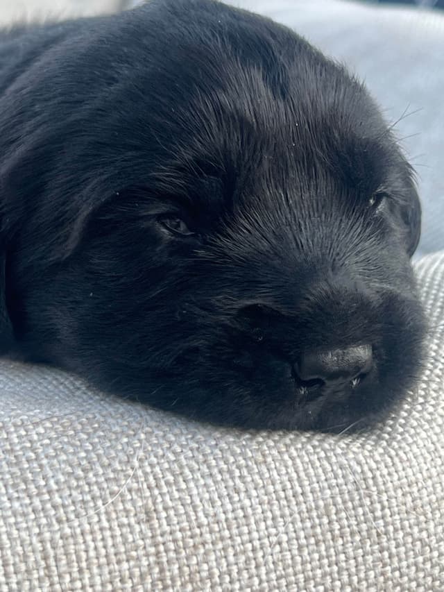 Labrador Retriever Puppies media 24