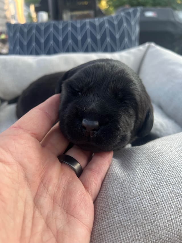 Labrador Retriever Puppies media 27