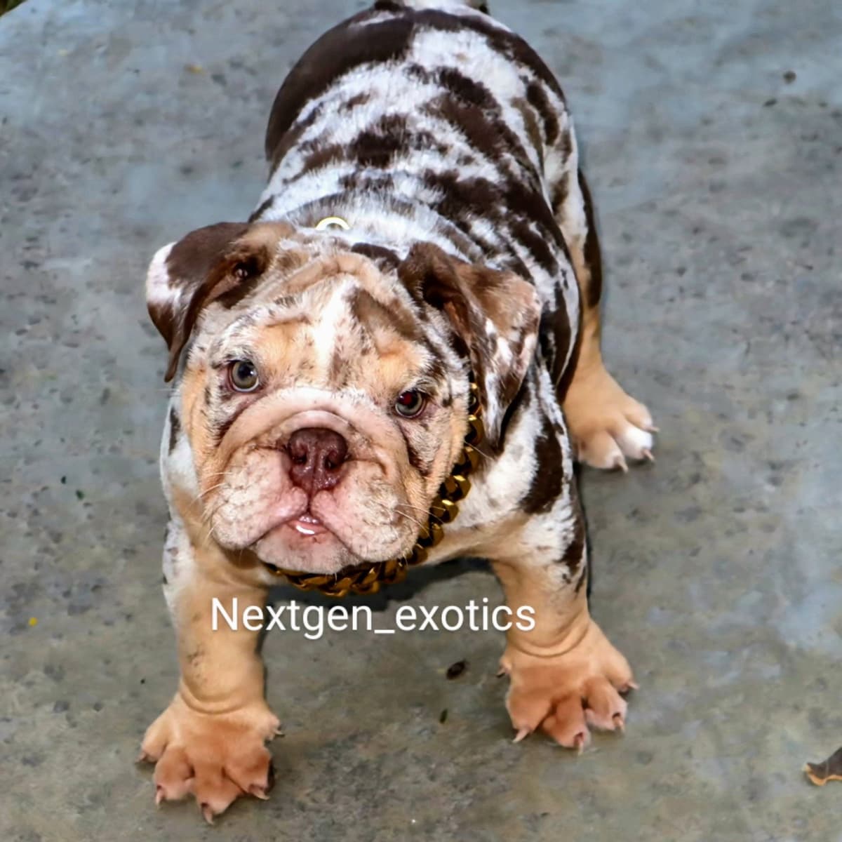 Poodle Puppies breeder image 4