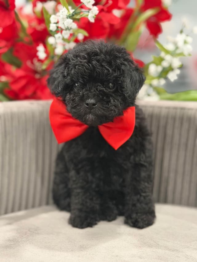 Poodle Puppies media 2