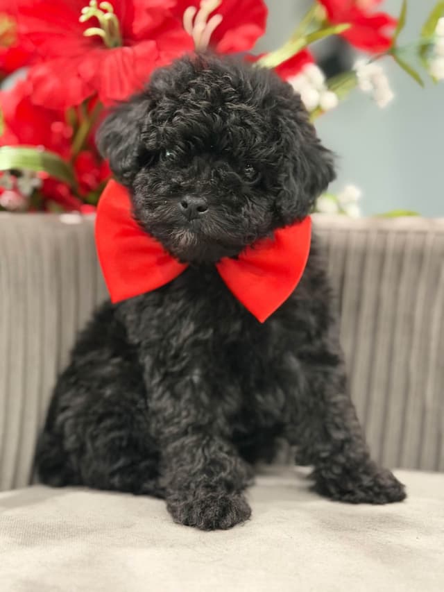 Poodle Puppies media 3
