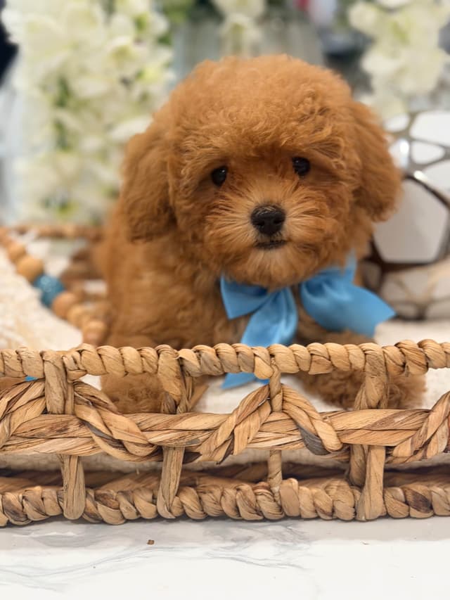 Poodle Puppies media 2