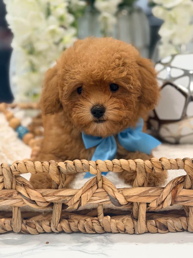 Poodle Puppies media 3