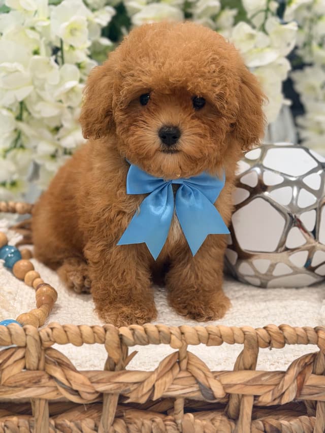 Poodle Puppies media 4