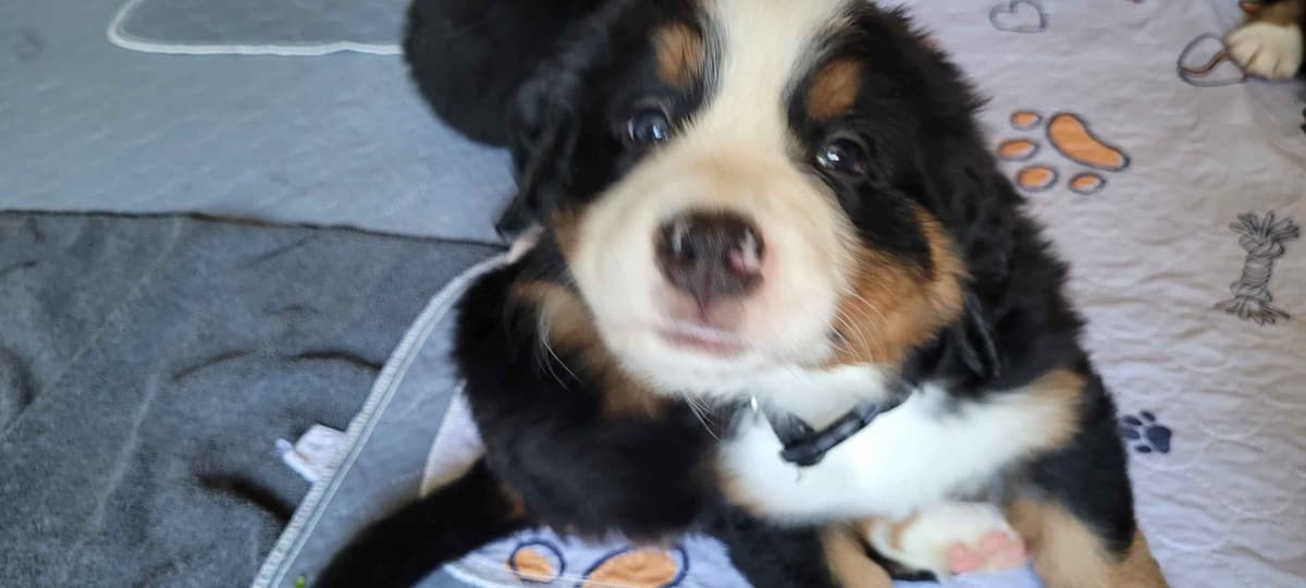 Barker's Bernese Mountain Dog Puppies breeder image 1