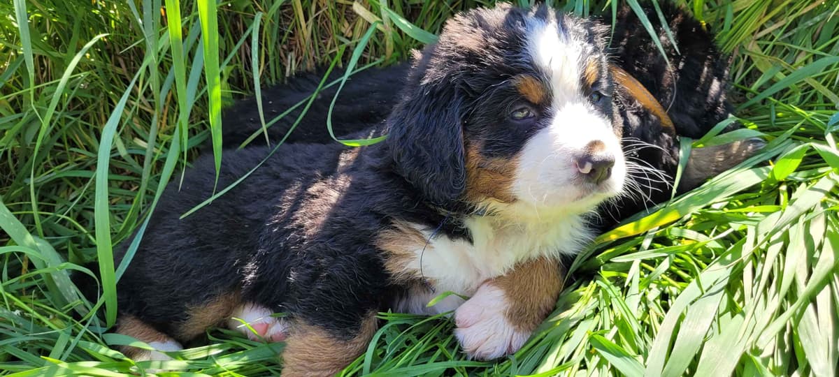 Barker's Bernese Mountain Dog Puppies breeder image 3