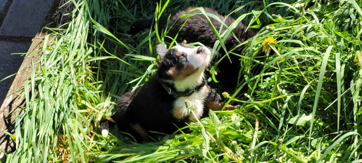 Barker's Bernese Mountain Dog Puppies breeder image 4