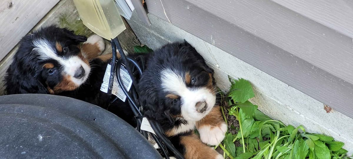 Barker's Bernese Mountain Dog Puppies breeder image 5