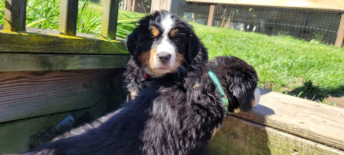 Barker's Bernese Mountain Dog Puppies breeder image 8