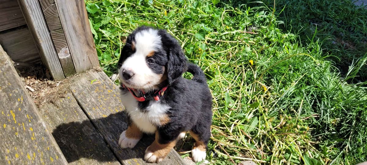 Barker's Bernese Mountain Dog Puppies breeder image 9