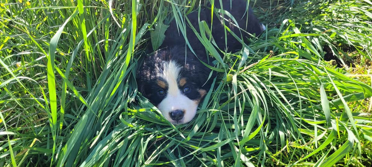Barker's Bernese Mountain Dog Puppies breeder image 7