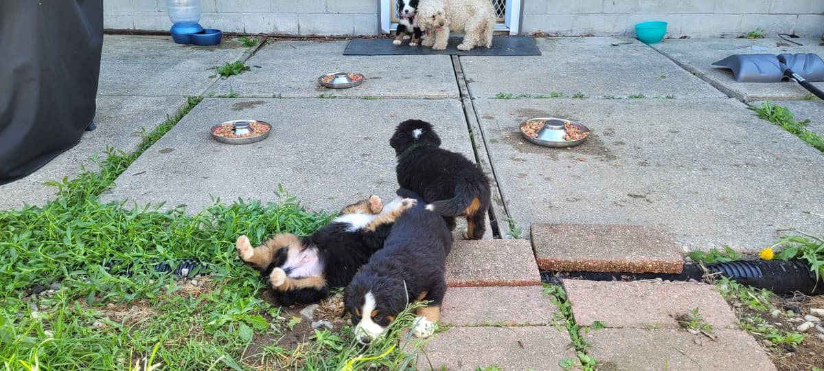 Barker's Bernese Mountain Dog Puppies breeder image 10