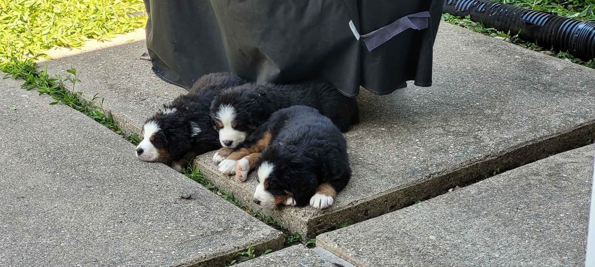Barker's Bernese Mountain Dog Puppies breeder image 11