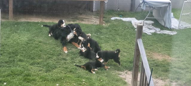 Barker's Bernese Mountain Dog Puppies media 2
