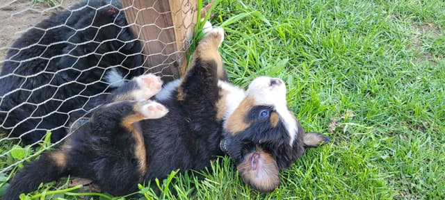 Barker's Bernese Mountain Dog Puppies media 3
