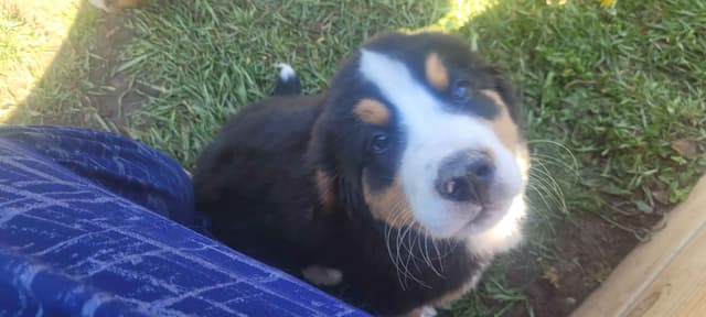 Barker's Bernese Mountain Dog Puppies media 4