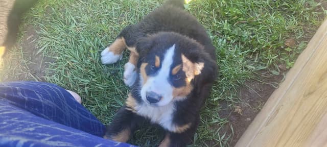 Barker's Bernese Mountain Dog Puppies media 5