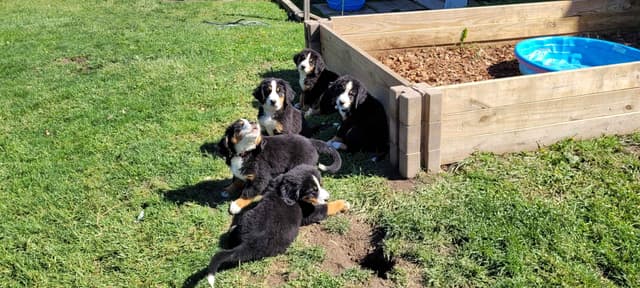 Barker's Bernese Mountain Dog Puppies media 6