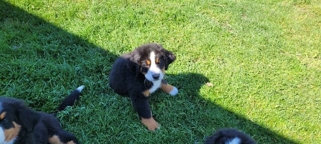 Barker's Bernese Mountain Dog Puppies media 7