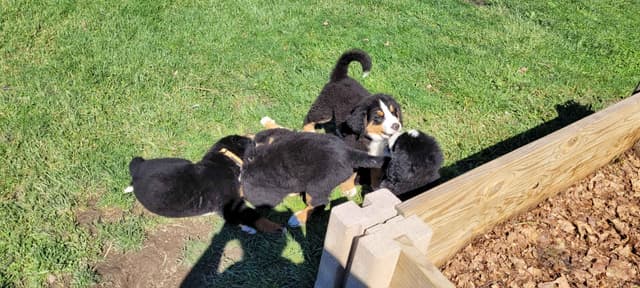 Barker's Bernese Mountain Dog Puppies media 8