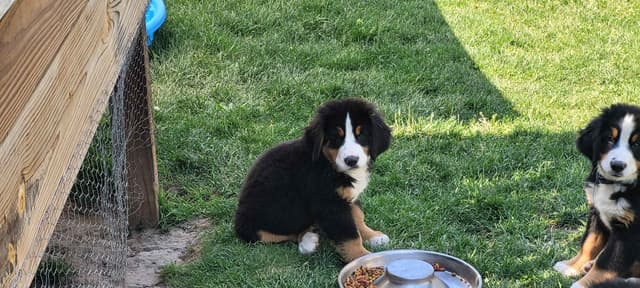 Barker's Bernese Mountain Dog Puppies media 11