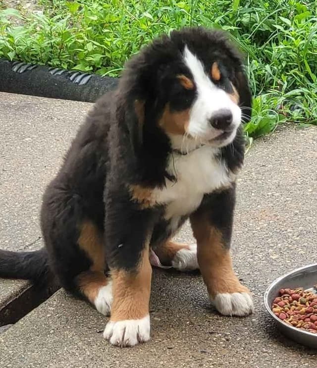Barker's Bernese Mountain Dog Puppies media 12
