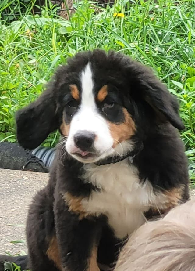 Barker's Bernese Mountain Dog Puppies media 13