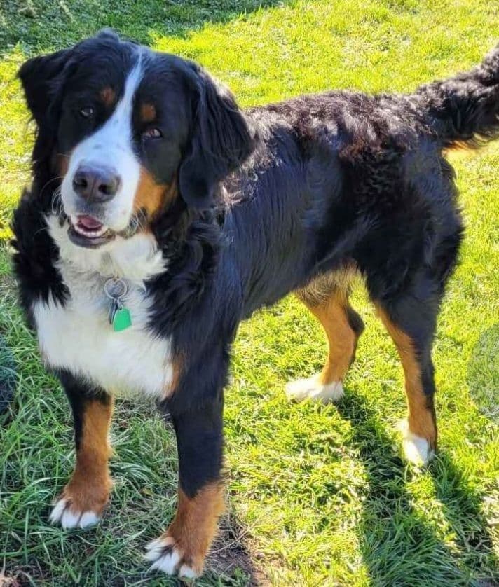 Barker's Bernese Mountain Dog Puppies breeder image 13