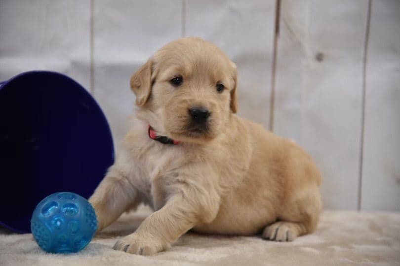 Golden Retriever Puppies breeder image 5