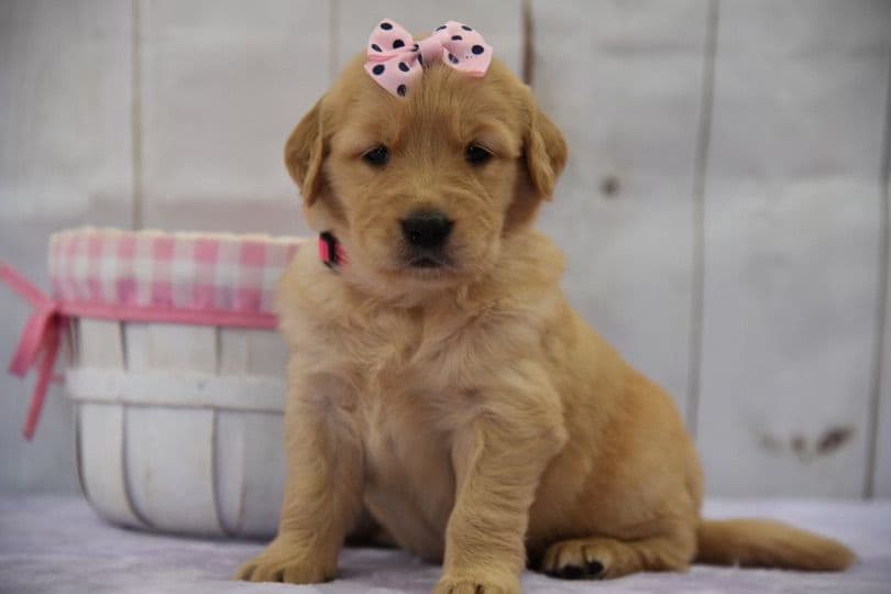 Golden Retriever Puppies breeder image 7