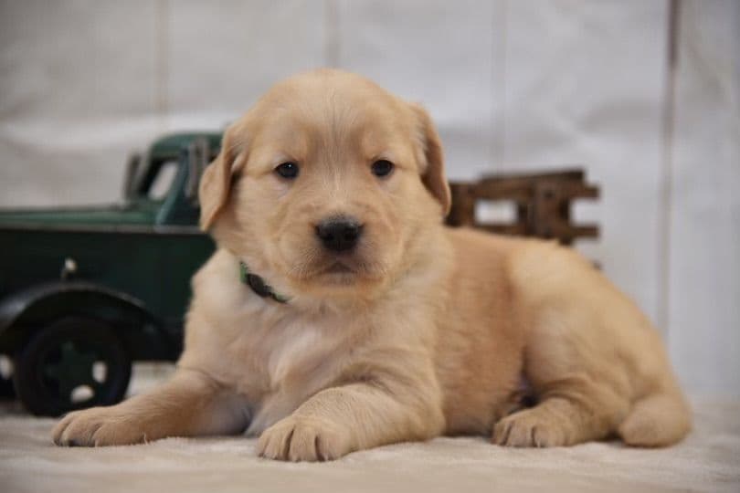 Golden Retriever Puppies breeder image 2