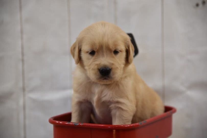 Golden Retriever Puppies breeder image 1